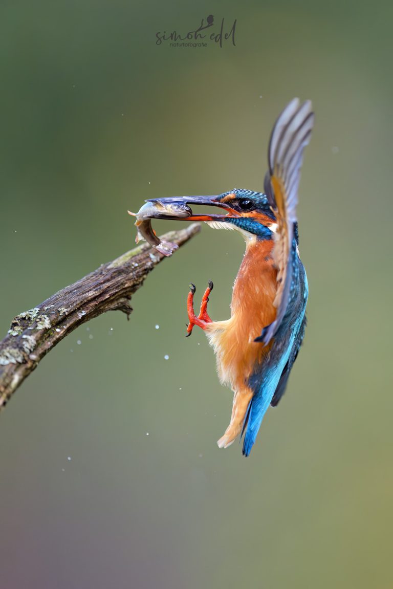 Eisvogel (Eurasian kingfisher) im Flug mit Beutefisch bei Landung.