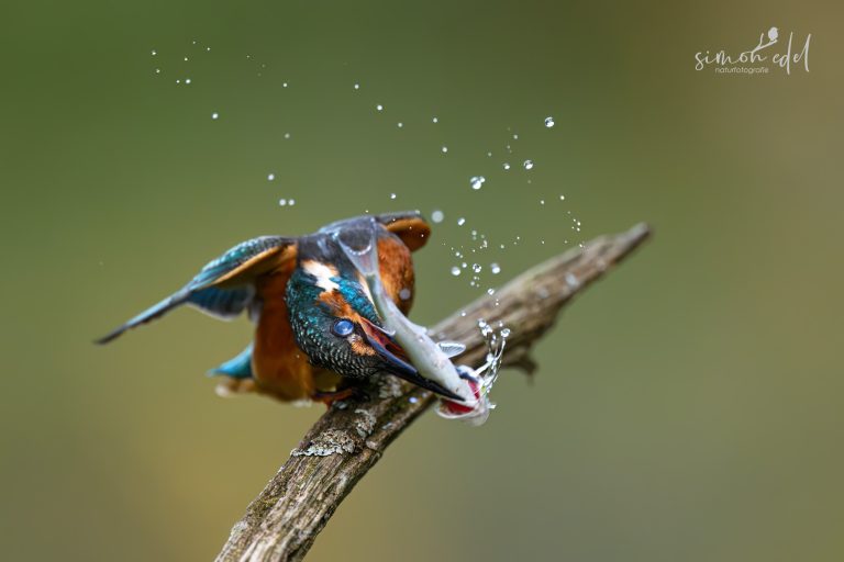 Ein Eisvogel (Eurasian kingfisher) schlägt Fisch auf Ast