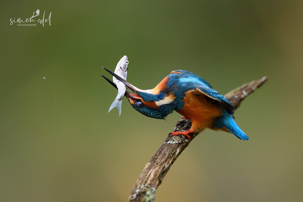 Ein Eisvogel (Eurasian kingfisher) schlägt seinen Beutefisch