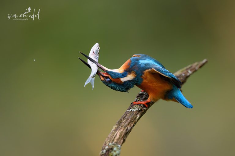 Ein Eisvogel (Eurasian kingfisher) schlägt seinen Beutefisch