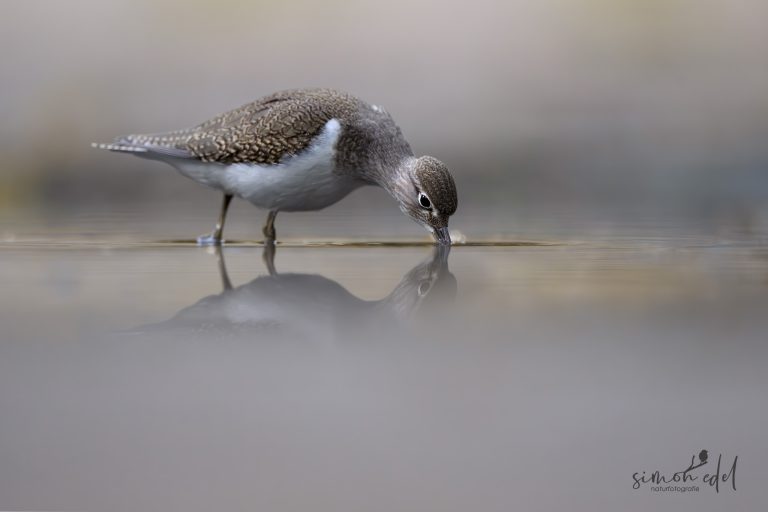 Flussuferläufer (Common sandpiper) trinkt in Pfütze
