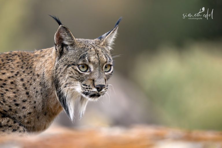 Ein Pardelluchs (Iberian Lynx) im spanischen Andalusien