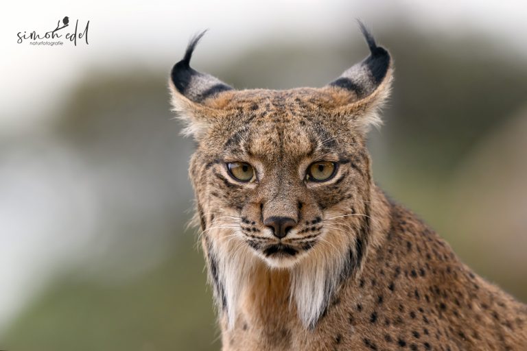 Ein Pardelluchs (Iberian Lynx) im spanischen Andalusien