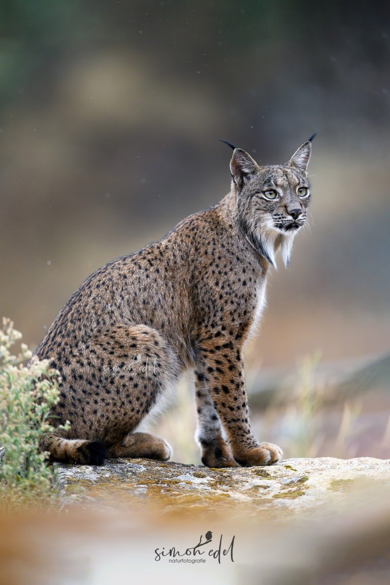 Ein Pardelluchs (Iberian Lynx) im spanischen Andalusien
