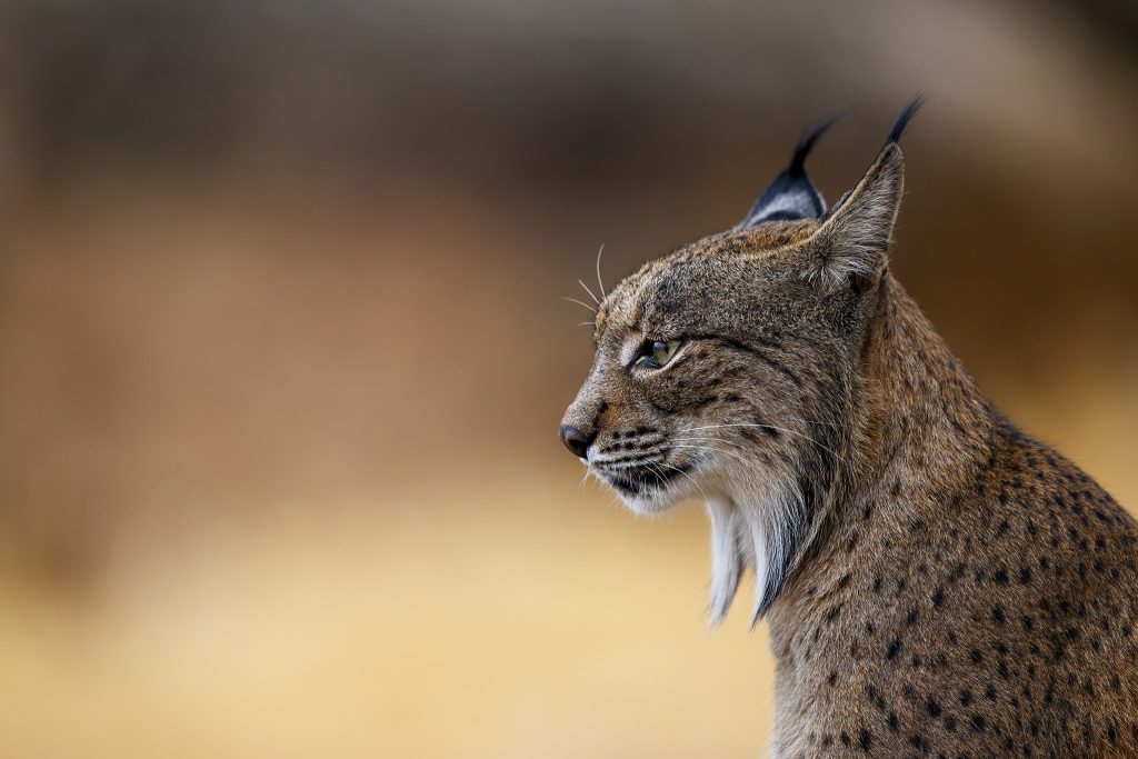 Pardelluchs Titelbild