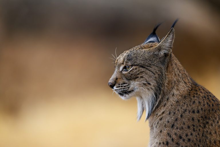 Pardelluchs Titelbild